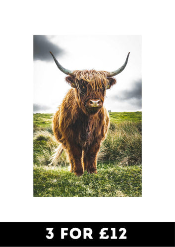 Highland Cow 3 - Chic Prints