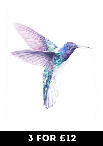 Humingbird - Chic Prints