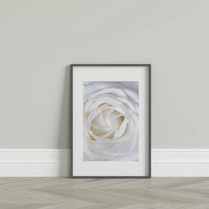 White Rose - Fine art print-Chic Prints
